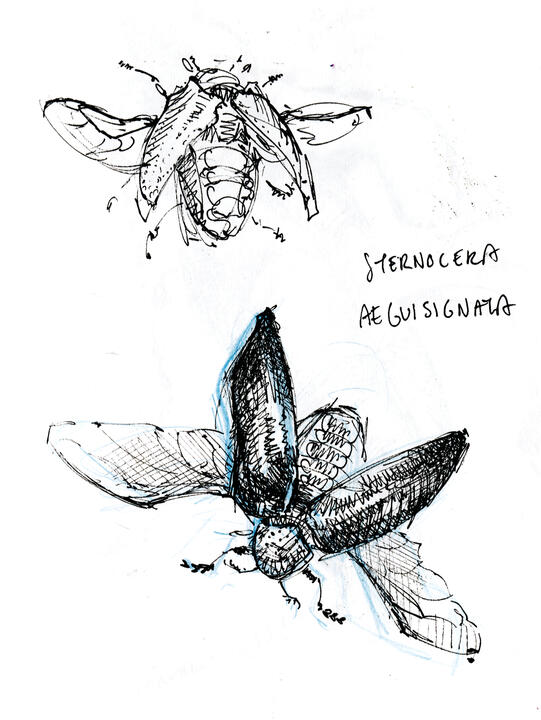 Sternocera Aeguisignata sketches
