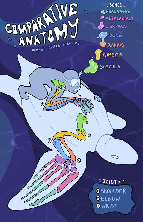 Comparative Anatomy Poster